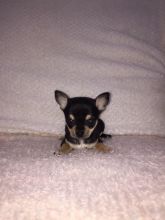 Well Trained Chihuahua Puppies