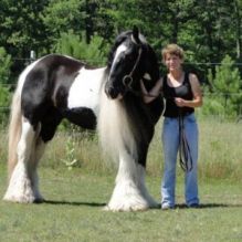 Well trained gypsy Male Horse for Sale