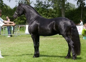 3rd Level IMPORTED Friesian Gelding for Adoption Image eClassifieds4u