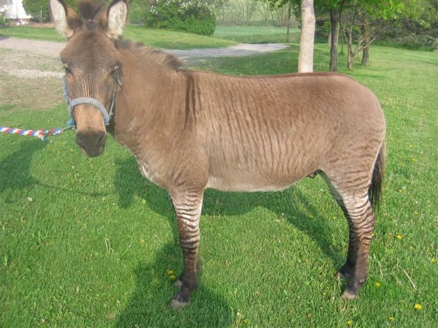 4 Years Zebra horse Old Terrific Moving Gelding - Also Safe in Traffic Image eClassifieds4u
