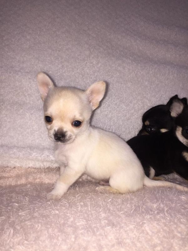 Charming Teacup Chihuahua Puppies Available Image eClassifieds4u