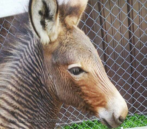 Cheap male zebra horse for a new home now!!!! Image eClassifieds4u