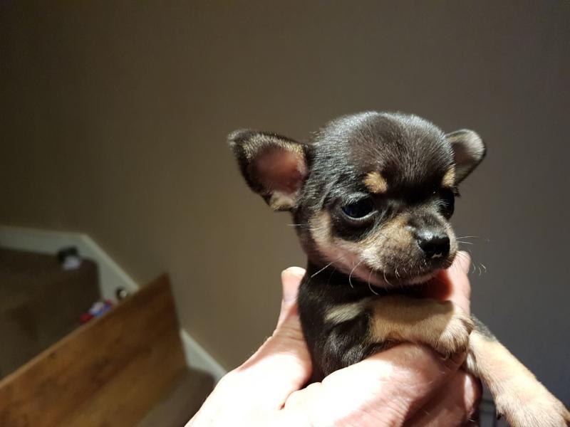 Chihuahua Puppies 10 weeks old Image eClassifieds4u