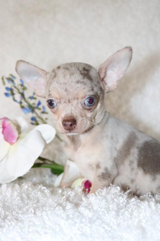 Chihuahua Puppies Ready for Adoption Image eClassifieds4u