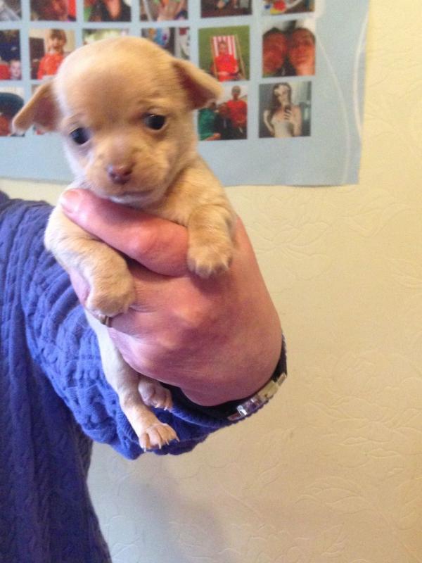Extremely Beautiful Chihuahua Puppies Image eClassifieds4u