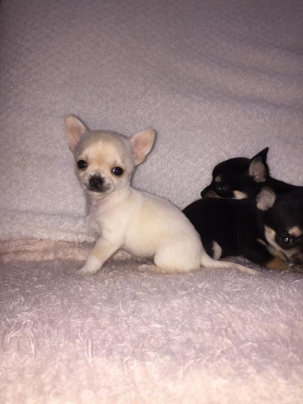 Gorgeous Chihuahua Puppy Available Image eClassifieds4u