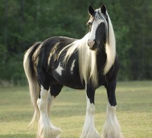 Gypsy Vanner Horse 4 Sale Image eClassifieds4u