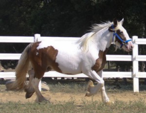 Gypsy Vanner Horse Brown Mare Image eClassifieds4u