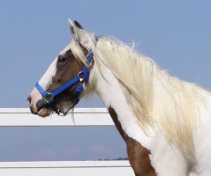 Gypsy Vanner Horse Brown Mare Image eClassifieds4u