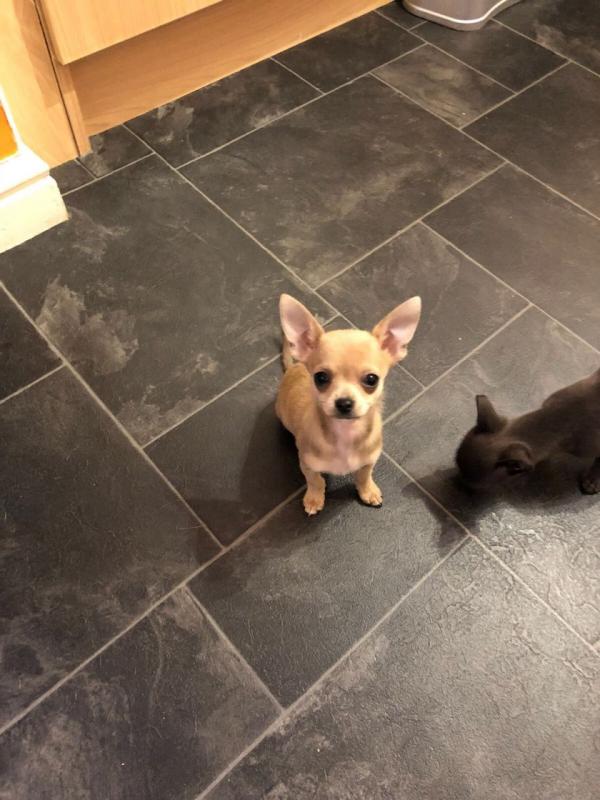 Longhaired Chihuahua Pups for rehome Image eClassifieds4u