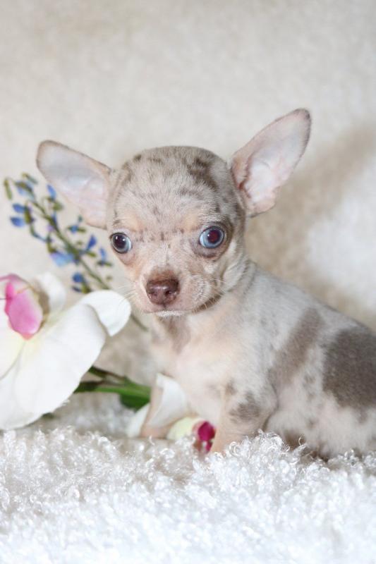 Lovely And Cute Chihuahua Puppies Image eClassifieds4u