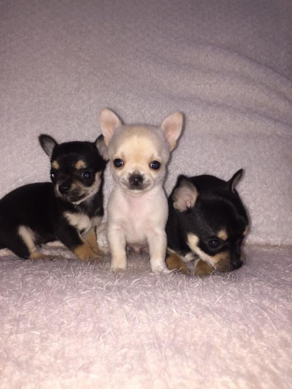 lovely male and female chihuahua puppies ddsx Image eClassifieds4u