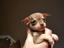 Beautiful, Pre-spoiled Chihuahua Puppies Image eClassifieds4U