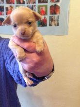 Extremely Beautiful Chihuahua Puppies Image eClassifieds4u 3