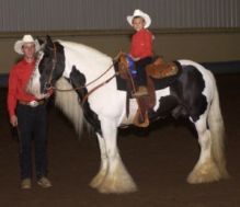 For Adoption He is a lovely Gypsy horse, and has been brought up around other horses, Image eClassifieds4U