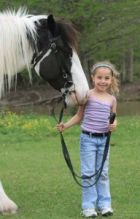 Gypsy vanner /fresian horses for adoption Image eClassifieds4u 2