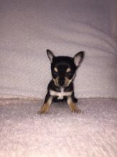 Gorgeous Chihuahua Puppy Available Image eClassifieds4u 2