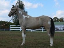 Gorgeous Gaited Buckskin Tobiano TWH Stallion Colt $3,500 Image eClassifieds4U