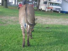 Gorgeous mare and yielding Zebra Horse for free adoption to good loving and caring homes. Image eClassifieds4u 3