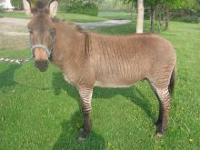 Gorgeous mare and yielding Zebra Horse for free adoption to good loving and caring homes. Image eClassifieds4u 2