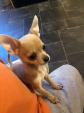Gorgeous spunky chihuahua puppies available! Image eClassifieds4u 1