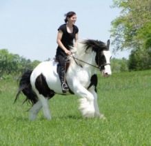 gypsy horses for adoption$1 Image eClassifieds4u 1