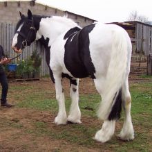 gypsy horses for adoption$1 Image eClassifieds4u 2