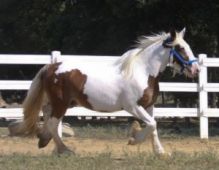 Gypsy Vanner Horse Brown Mare Image eClassifieds4u 1