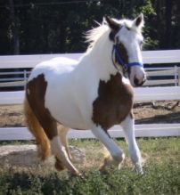 Gypsy Vanner Horse Brown Mare Image eClassifieds4u 2