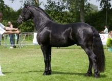 Healthy And Lovely Fresian Gelding Horse For Free Adoption. Image eClassifieds4U