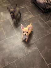 Longhaired Chihauhua Pups For Image eClassifieds4U