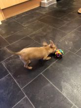 Longhaired Chihuahua Pups for rehome Image eClassifieds4u 2