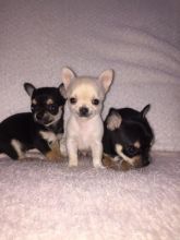 lovely male and female chihuahua puppies ddsx Image eClassifieds4U