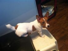 MINI JACK RUSSELL FOR SALE! Image eClassifieds4u 1