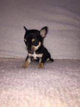 Oustanding Small Size Chihuahua Puppies Image eClassifieds4U