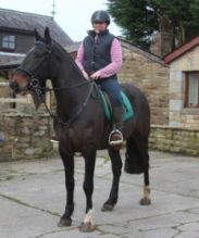 Quality Male and female Friesian Horse for sale Image eClassifieds4U