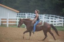 Quarter Gelding horse for sale Image eClassifieds4u 2