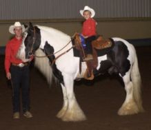 Two beautiful Gypsy vanner horse, male and female to be re-home for adoption Image eClassifieds4u 2