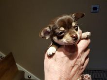 Two Two Chihuahua Pups Available Now Pups Available Now Image eClassifieds4u 2