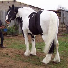 WHITE AND BLACK GYPSY VANNER HORSE FOR ADOPTION TO ANY HORSE LOVER Image eClassifieds4U