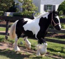 WHITE AND BLACK GYPSY VANNER HORSE FOR ADOPTION TO ANY HORSE LOVER gf Image eClassifieds4U