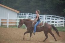 Young Energetic Friesian Horse for Adoption Image eClassifieds4u 2