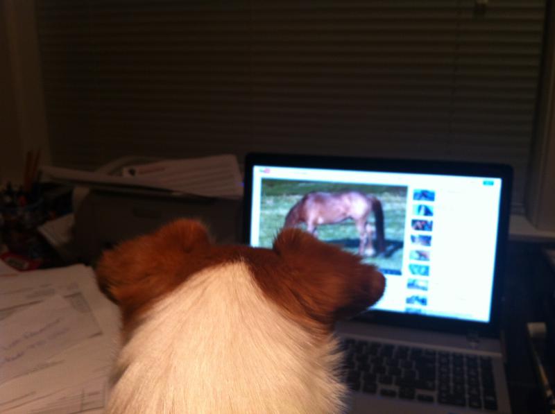 MINI JACK RUSSELL FOR SALE! Image eClassifieds4u