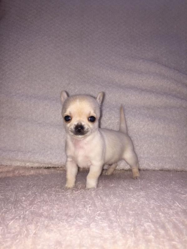 our cute female chihuahua puppies.10weeks old and weighs 1.1 ibs. Litter trained, Image eClassifieds4u