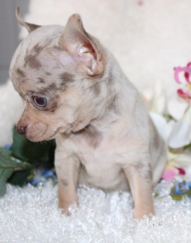 Potty trained Chihuahua Puppies for rehoming Image eClassifieds4u