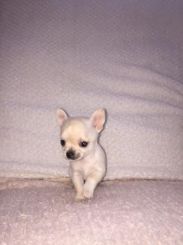 Super Cute Chihuahua Puppies for Adoption Image eClassifieds4u