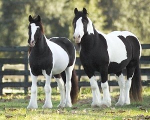 Two Gypsy Vanner Horses for Adoption cm Image eClassifieds4u