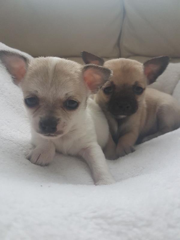 Two Two Chihuahua Pups Available Now Pups Available Now Image eClassifieds4u
