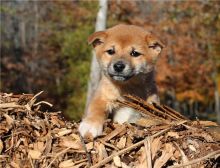 Shiba inu puppies Males and Females