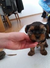 Teacup yorkies for sale